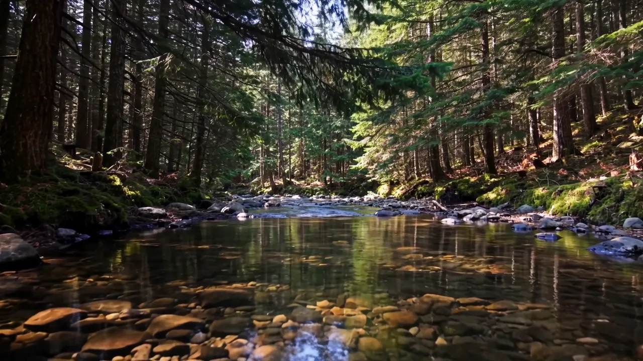 A clear stream winding through a sunlit evergreen forest, gentle reflections and a slow forward glide.